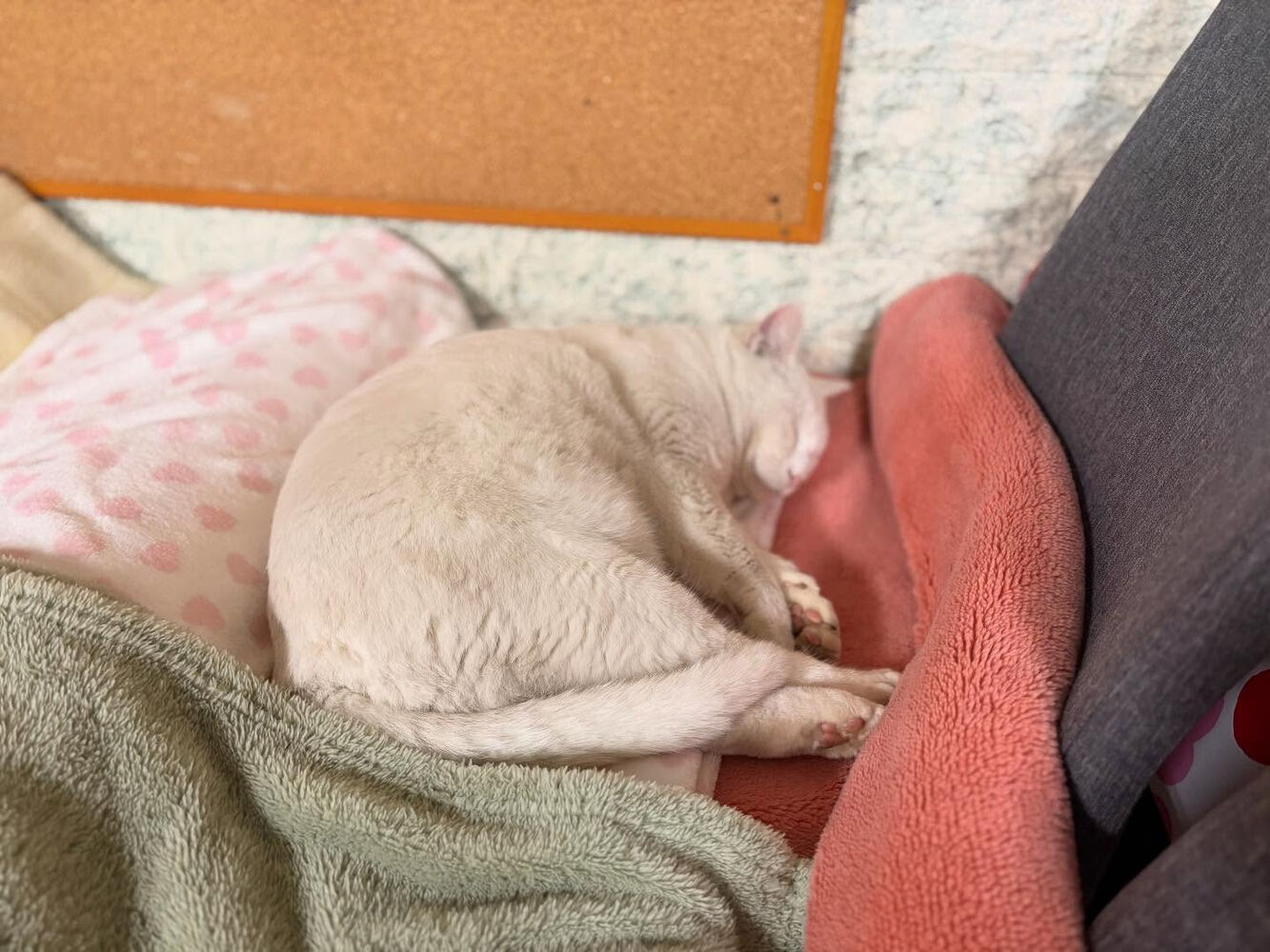 ブログ