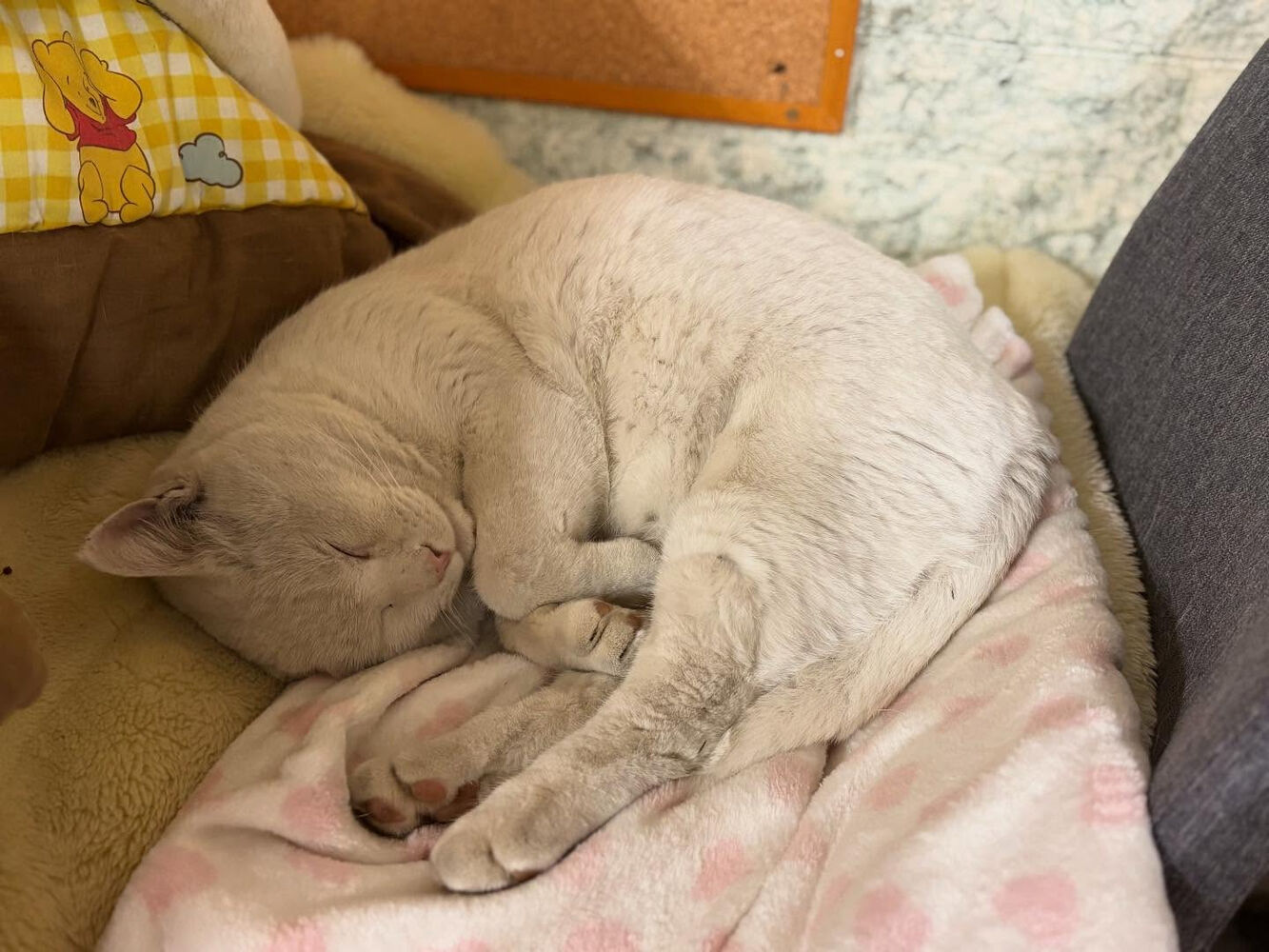 ブログ