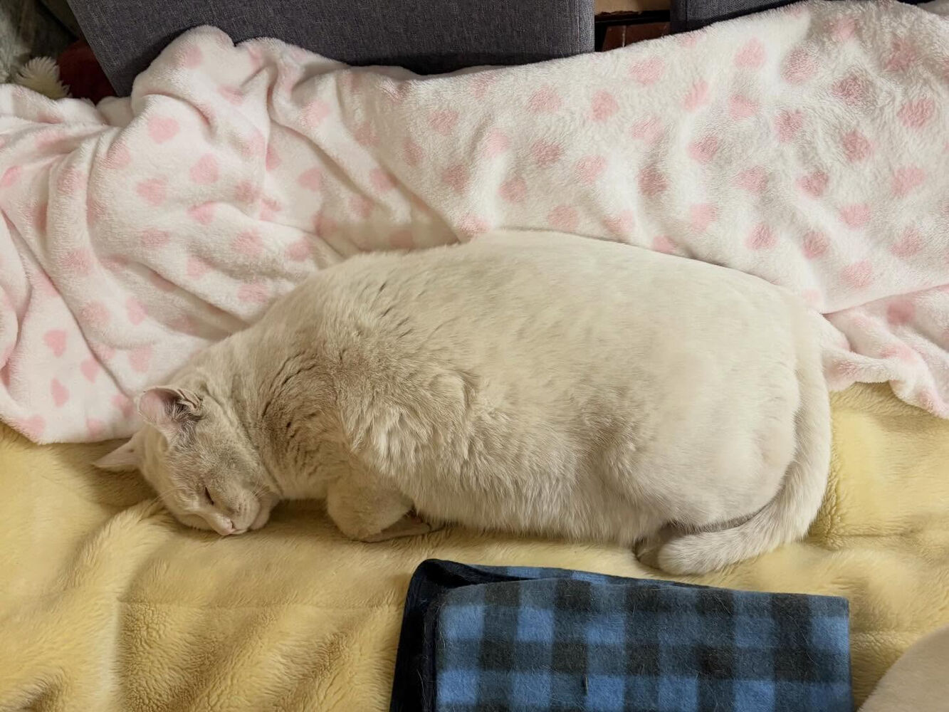 ブログ
