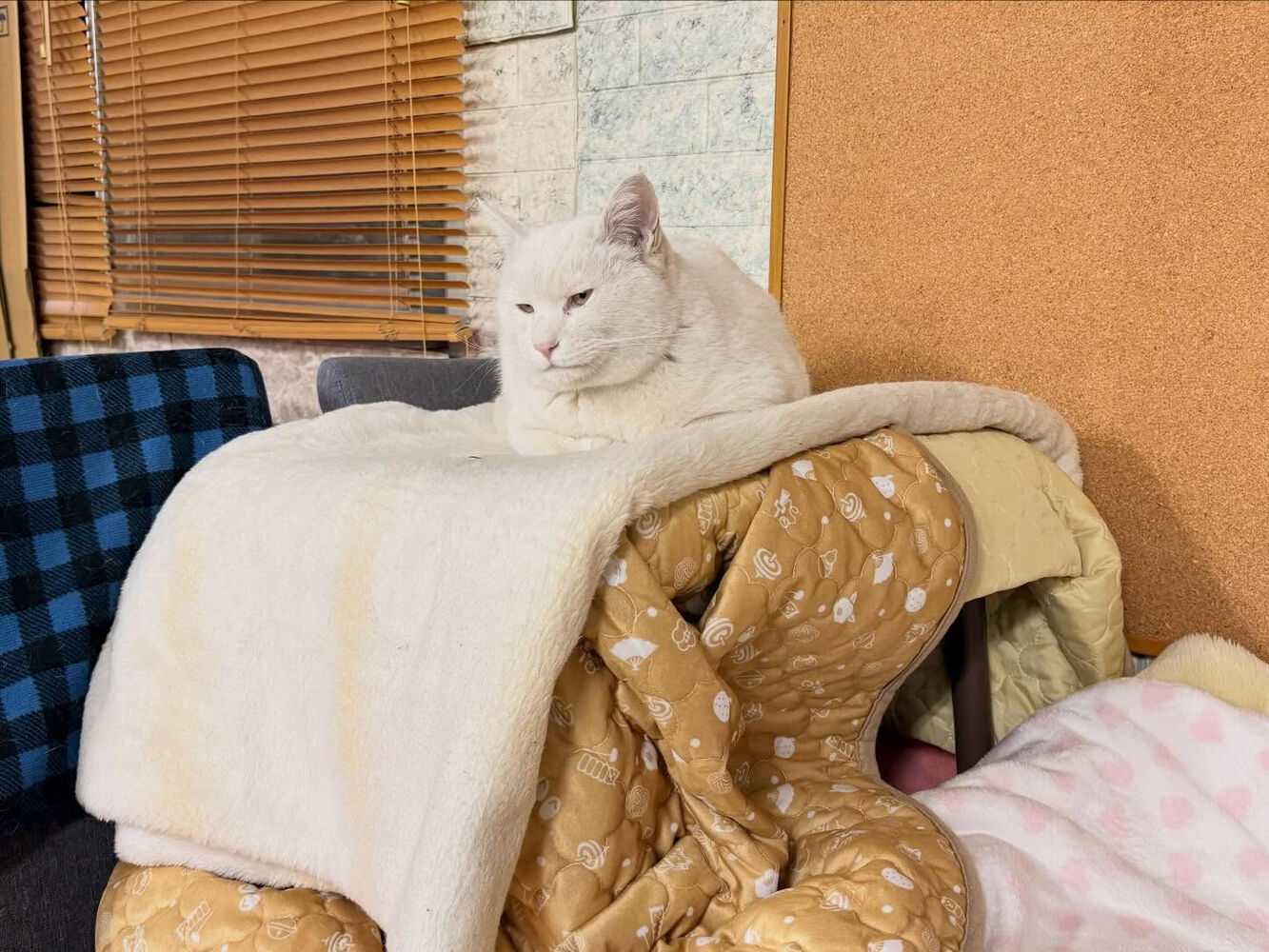 ブログ