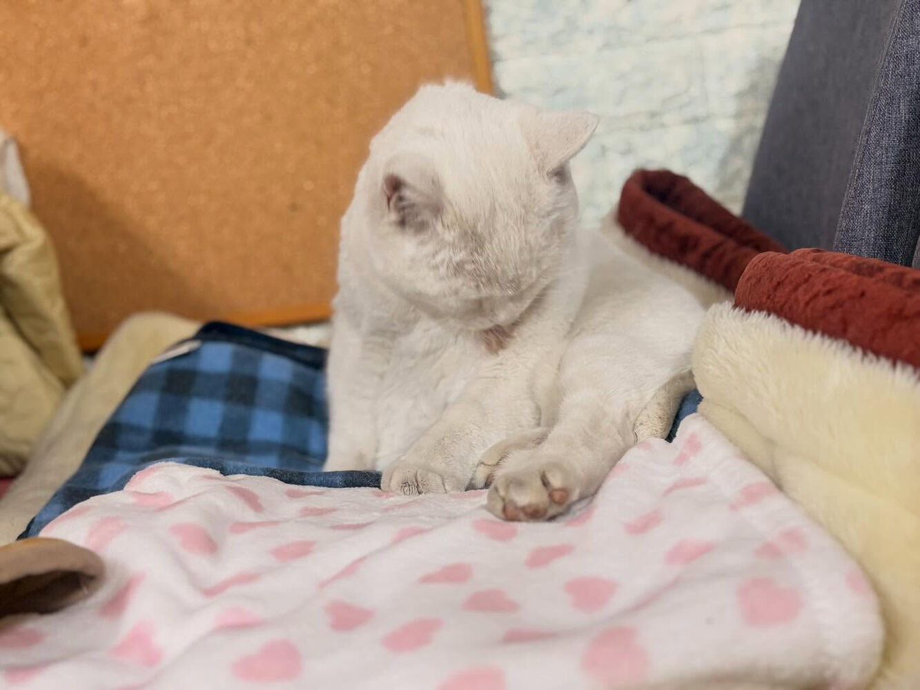 ブログ