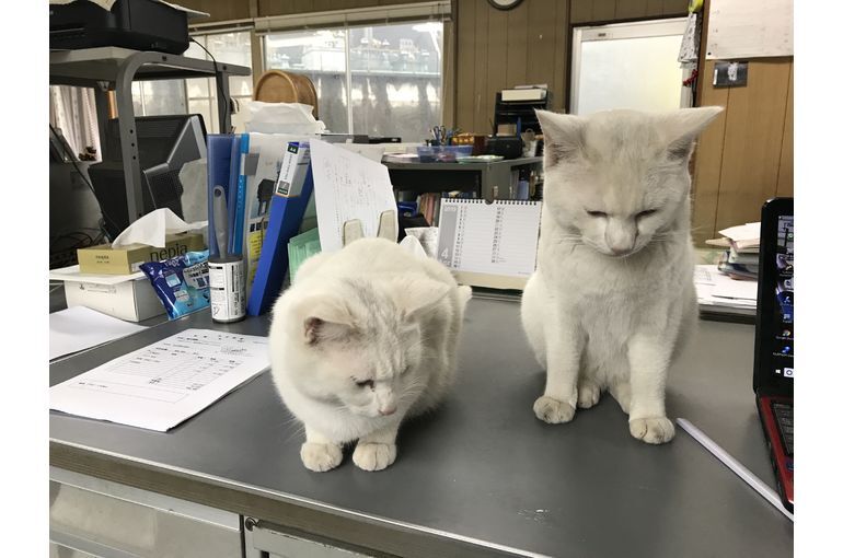 霊園の猫画像