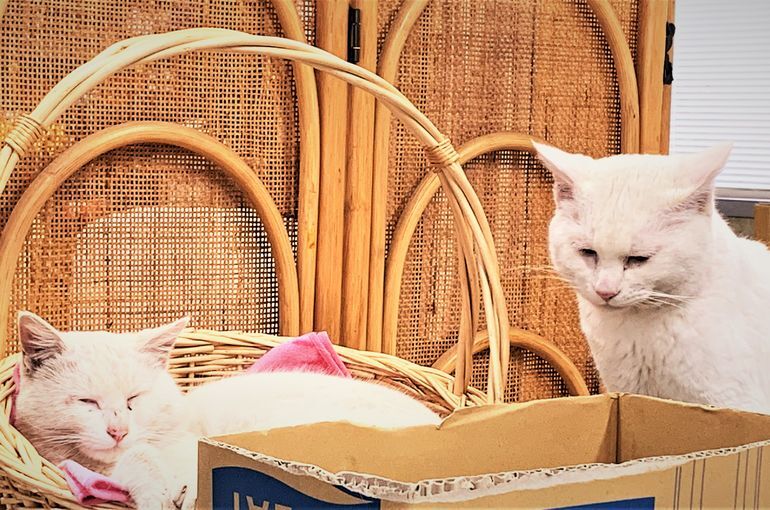 猫たち