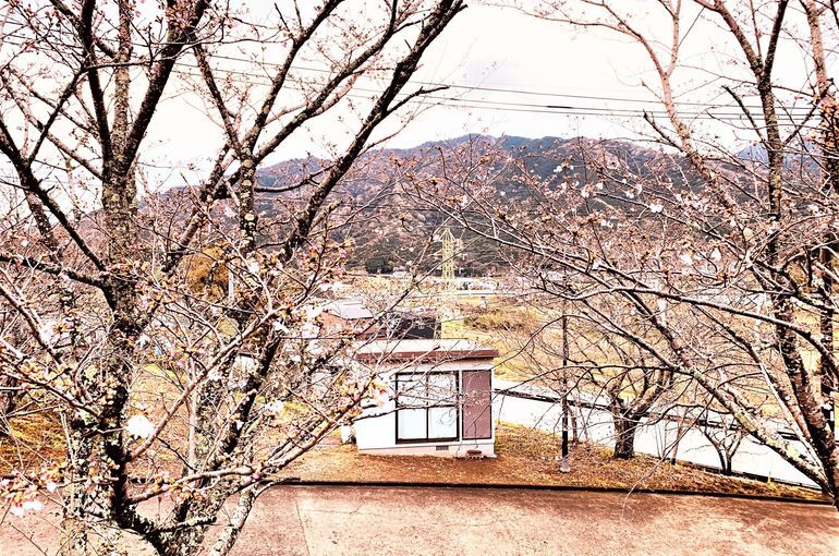 木上墓苑の桜