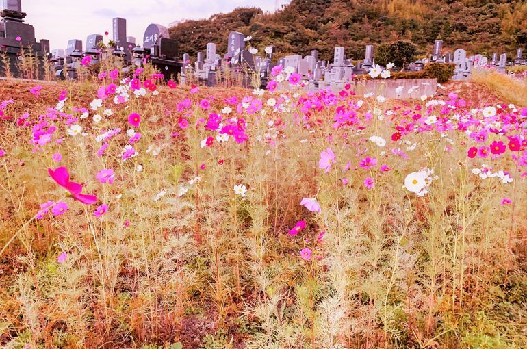 木上墓苑の様子