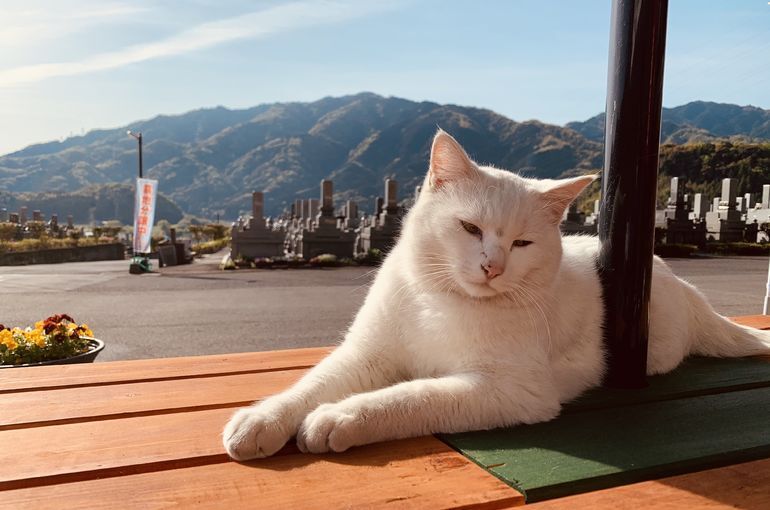 ねこ