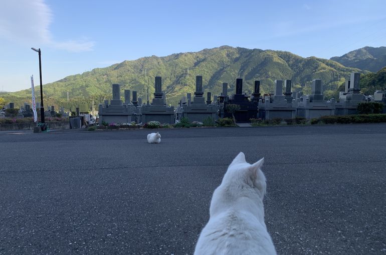 木上墓苑からの景色