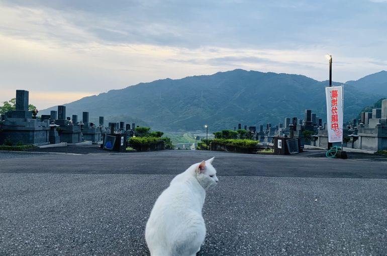 木上墓苑からの景色