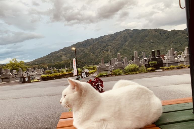 木上墓苑からの景色