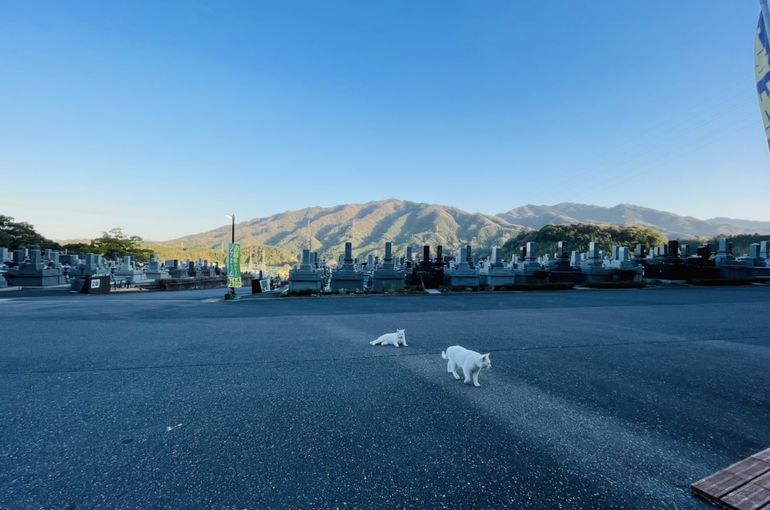 墓苑からの景色