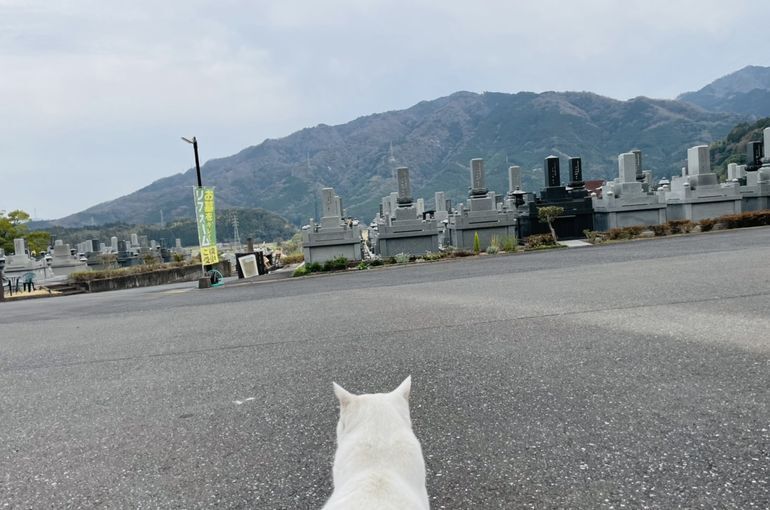 墓苑からの景色