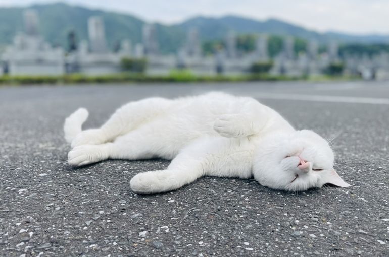 墓苑内の画像