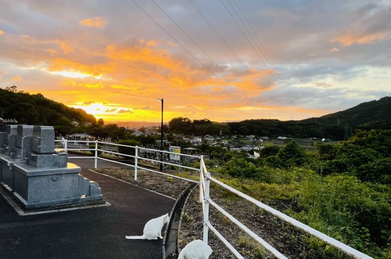 墓苑からの景色