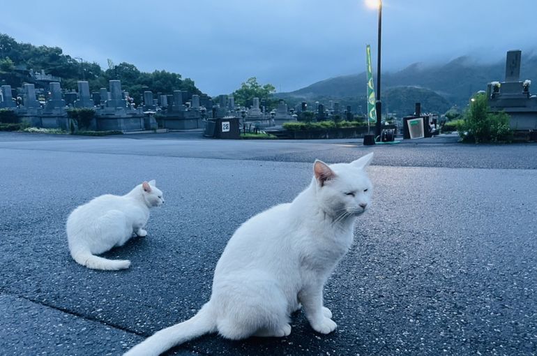 墓苑からの景色