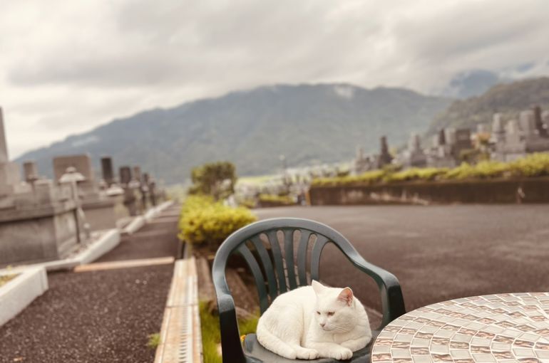 墓苑からの景色