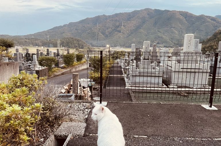 墓苑からの景色